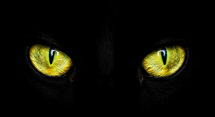 Mysterious cat eyes glowing in dark with vibrant yellow irises