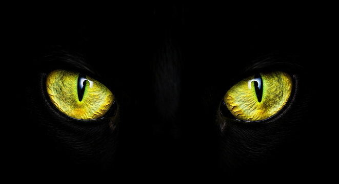 Mysterious cat eyes glowing in dark with vibrant yellow irises
