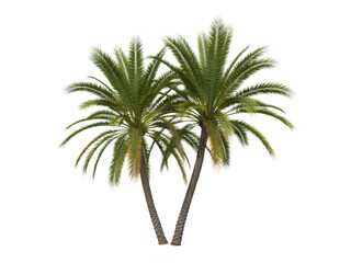 Two tropical palm trees with green fronds isolated on transparent background png