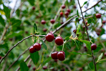 Obraz premium Cherry fruits grow on branches in a lush garden during summer season under clear skies