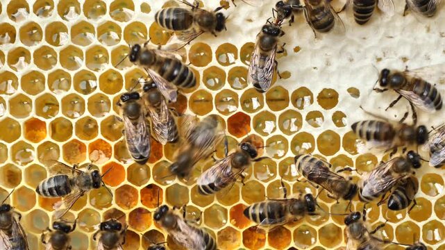 Beauty and color harmony in nature. The honeycombs are filled with nectar, honey and pollen. Here you can also see the eggs laid by the queen and the larvae of the developing bees.