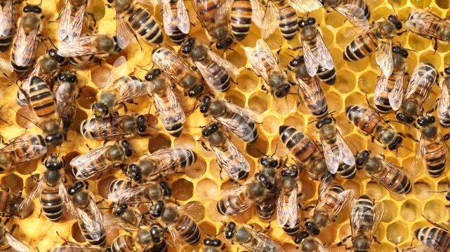 Life and reproduction of bees. Bees take care of larvae, their new generation.