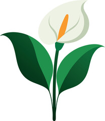 Obraz premium Elegant Peace Lily Botanical Illustration Artwork