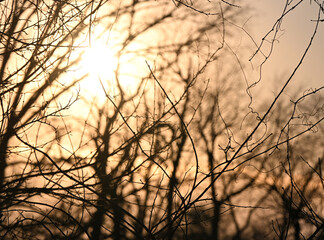 Sunset through Trees