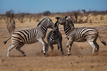 Three plains zebras clash in dusty African savanna, dramatic dominance fight with kicking hooves and bared teeth, intense wildlife behavior under harsh dry season light, raw power and rivalry