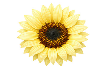 Fototapeta premium Sunflower head with bright yellow petals and a dark seed center, blooming in sunlight, transparent background