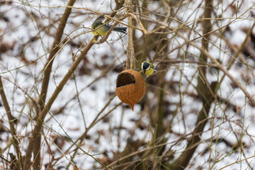 Two Great Tits interacting at a coconut shell bird feeder in winter. © Roman Bjuty