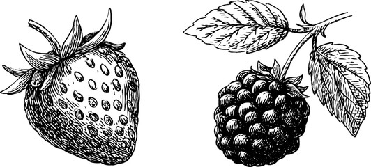Naklejka premium Vintage engraved illustration of strawberry and raspberry for retro design projects