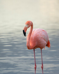 American flamingo in Galapagos, Phoenicopterus ruber, vertical photo