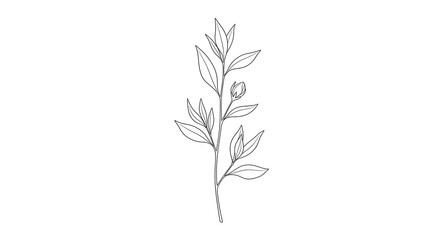 Fototapeta premium Minimal botanical line of a plant with leaves and bud isolated on a transparent background