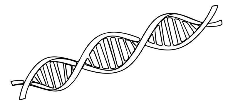 Hand drawn line art illustration of a DNA double helix depicting genetic structure for biology education