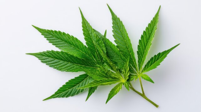 Fresh green hemp leaves isolated on white background in studio lighting