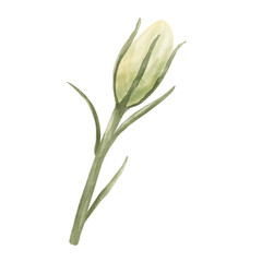 Fototapeta premium Flower Bud Watercolor