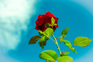 rosa vermelha com folhas