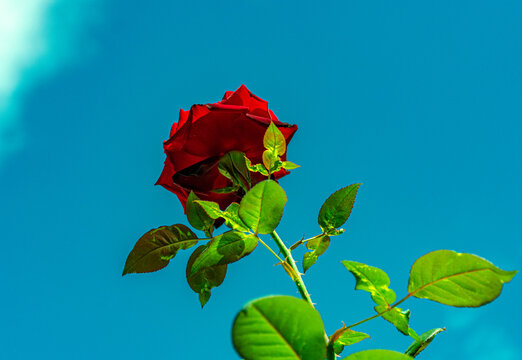 rosa vermelha