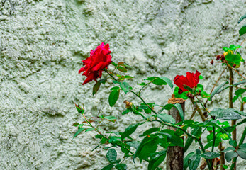 rosas vermelhas com folhas e espinhos no jardim