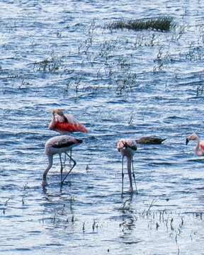 Animales Aves Flamencos Carro&ntilde;eros