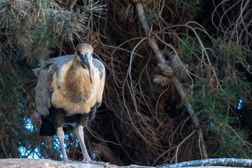 Animales Aves Flamencos Carroñeros