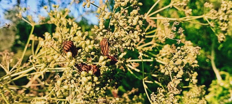 Striped Shield Bugs on Green Umbellifer Plant in Golden Sunlight