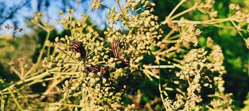 Striped Shield Bugs on Delicate Green Plant Buds