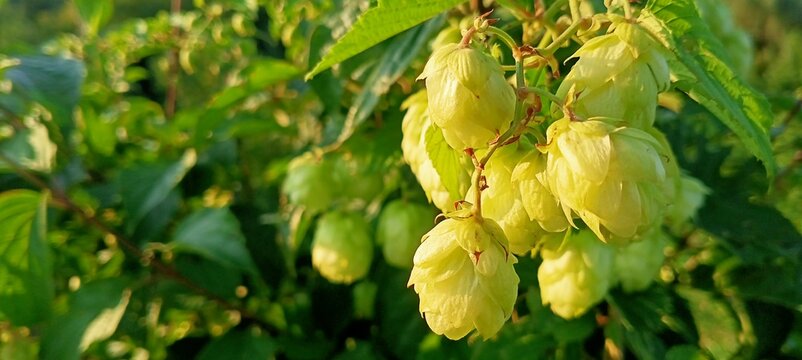 Close up view of fresh green hop cones growing on a vine in a sunny field