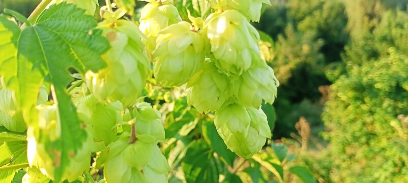 Close up of fresh green hop cones growing on a vine in a sunny field