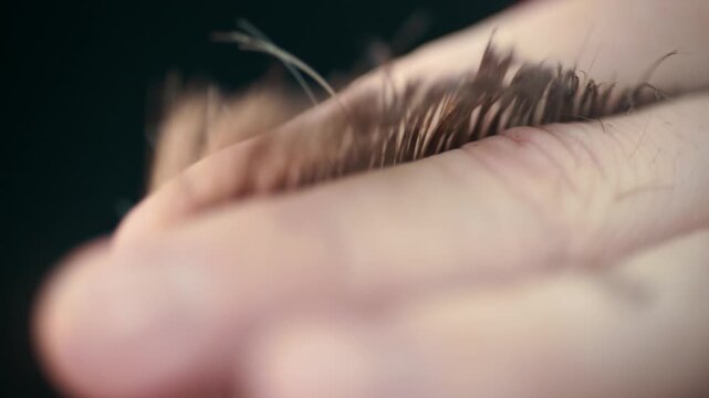 Hairdresser combing and cutting hair with scissors