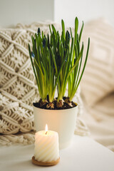 Fototapeta premium Fresh spring flower muscari in bloom with bulbs. Bulbous plant in home interior. Aroma candle, bedroom aromatherapy. Cozy atmosphere, white background.