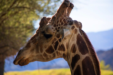 profile portrait of a giraffe © Alyssa