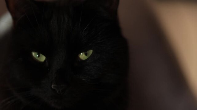 portrait of a black cat