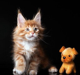 Beautiful cute maine coon kitten on black background in studio, isolated.