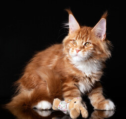 Beautiful cute maine coon kitten on black background in studio, isolated.