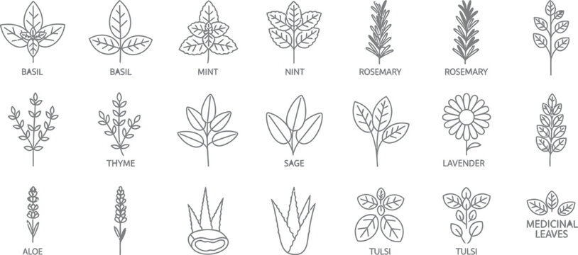 Collection of eighteen distinct black and white outline icons representing various common aromatic culinary and medicinal herbs like basil mint rosemary thyme sage lavender and aloe vera