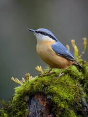 Small colorful bird perched on mossy tree stump in forest close up wildlife scene