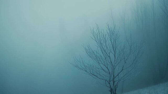 Solitary tree with bare branches covered in hoarfrost, standing on a snow covered slope, surrounded by thick atmospheric fog and a cool blue tint, creating a serene, minimalist winter scene