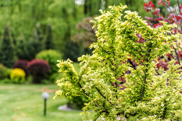 Green Bushes in a Garden During Spring Season