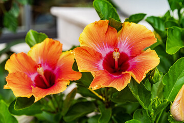 Close up Hollywood Hibiscus flower with colorful petals © kosoff