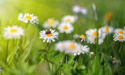 Red ladybug resting on a white daisy in a sunlit meadow, surrounded by fresh green grass and soft spring bokeh in a bright natural setting © Pihuliak