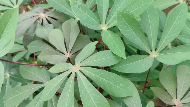 Fresh green cassava leaves in the garden, organic manioc plant foliage, tropical vegetable leaves background, natural background