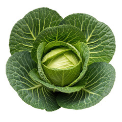 Fototapeta premium Fresh green cabbage leaf with visible veins and stem center isolated on transparent background