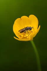 Knieć błotna - Caltha palustris L. © tom