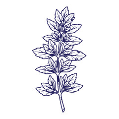 Grunge texture A blue line drawing of a sprig of rosemary on white background Vintage Style