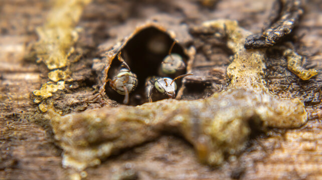 Worker stingless bee Trigona leviceps (tawon klanceng) guarding the nest entrance, alert and watchful at the hive doorway in natural outdoor environment