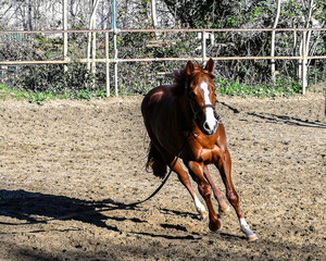 Chestnut Horse Moving in a Circle