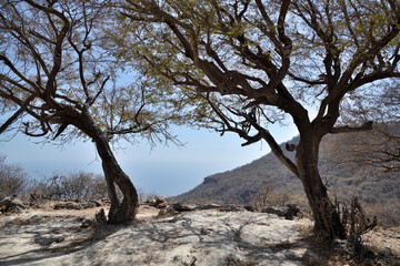 Dhofar  landscape. Salalah, Oman