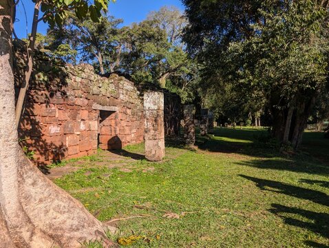 Misiones, San Ignacio, Argentina - June 23, 2025: Trunk of a Ficus citrifolia tree at the Jesuit Mission of San Ignacio Mini do Guaranisi. UNESCO World Heritage Site.