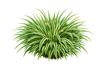 Variegated spider plant chlorophytum comosum growing, displaying lush green and white striped foliage, transparent background