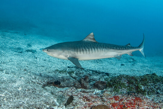 Tiger shark, French Polynesia