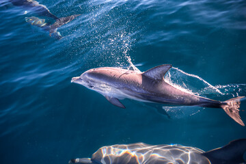 Newborn common dolphin swimming closely with its mother in clear blue water along the east coast of Australia. © Gary