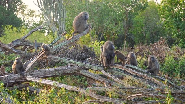 Primates gathering amidst lush green surroundings. Adult and juvenile baboons engaging during golden hour moments. Peaceful yet attentive social behaviors displayed by baboons in natural environment